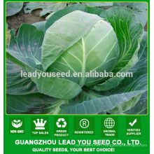 MC53 Bilan Bark Green hybrid cabbage seeds for sales